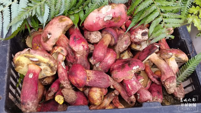 昆明见手青上市（云南木水花野生菌交易中心 供图）