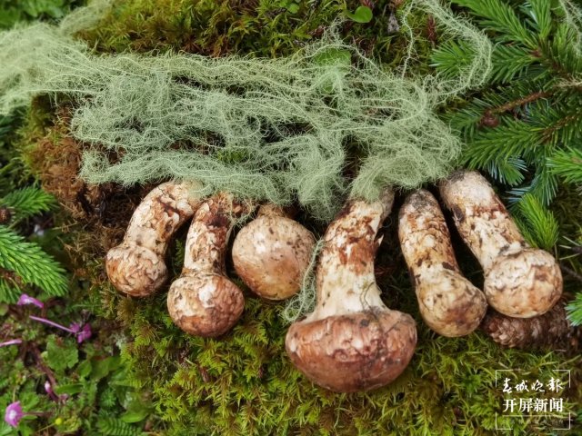 香格里拉松茸（春城晚报-开屏新闻记者 夏体雷 摄）