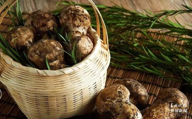 香格里拉松茸（春城晚报-开屏新闻记者 夏体雷 摄）