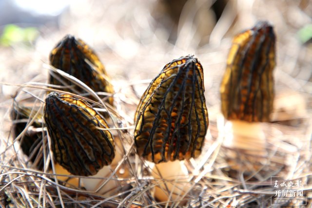春天吃货！曲靖会泽者海羊肚菌飘香