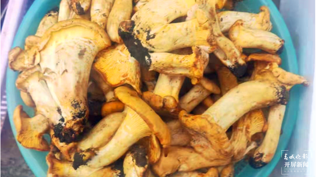 鸡油菌来啦，昆明市场有卖！预计端午节前后野生菌将大量上市 春城晚报-开屏新闻记者 杨质高 摄影报道