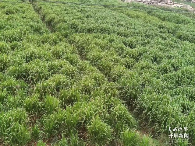 探索牧旅结合路子!巨菌草在大理宾川种植成功!当年种植,当年见成效 (1).jpg