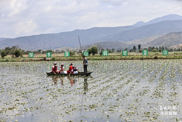 有一种叫云南的生活 面朝洱海，收海菜花喽~（有视频） (1).JPG