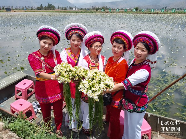有一种叫云南的生活 面朝洱海，收海菜花喽~（有视频） (5).jpg