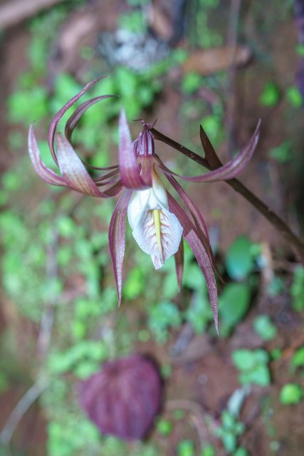 毛叶芋兰 (4).jpg