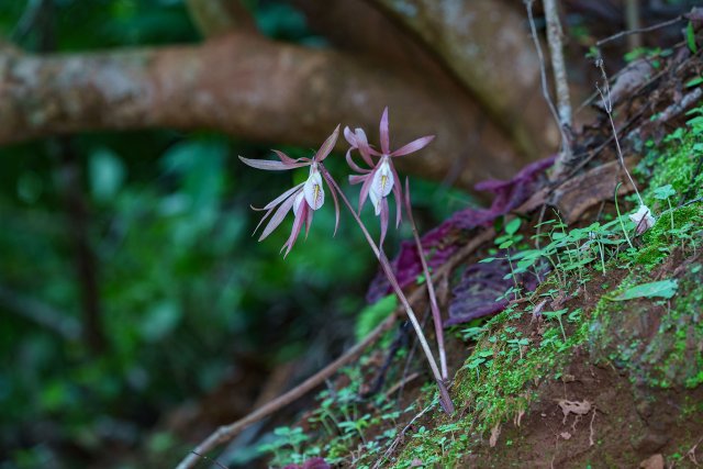 毛叶芋兰 (5).jpg