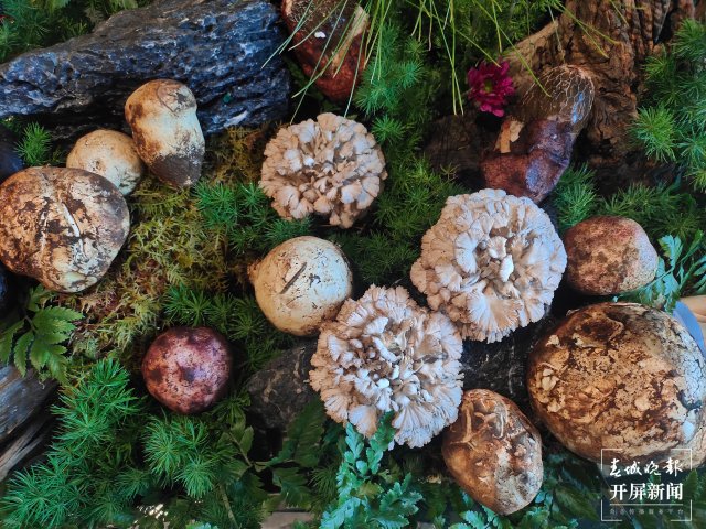 有一种叫云南的生活｜暑期旅游来云南，享“天生美食”（开屏新闻记者 孙江荭 摄）