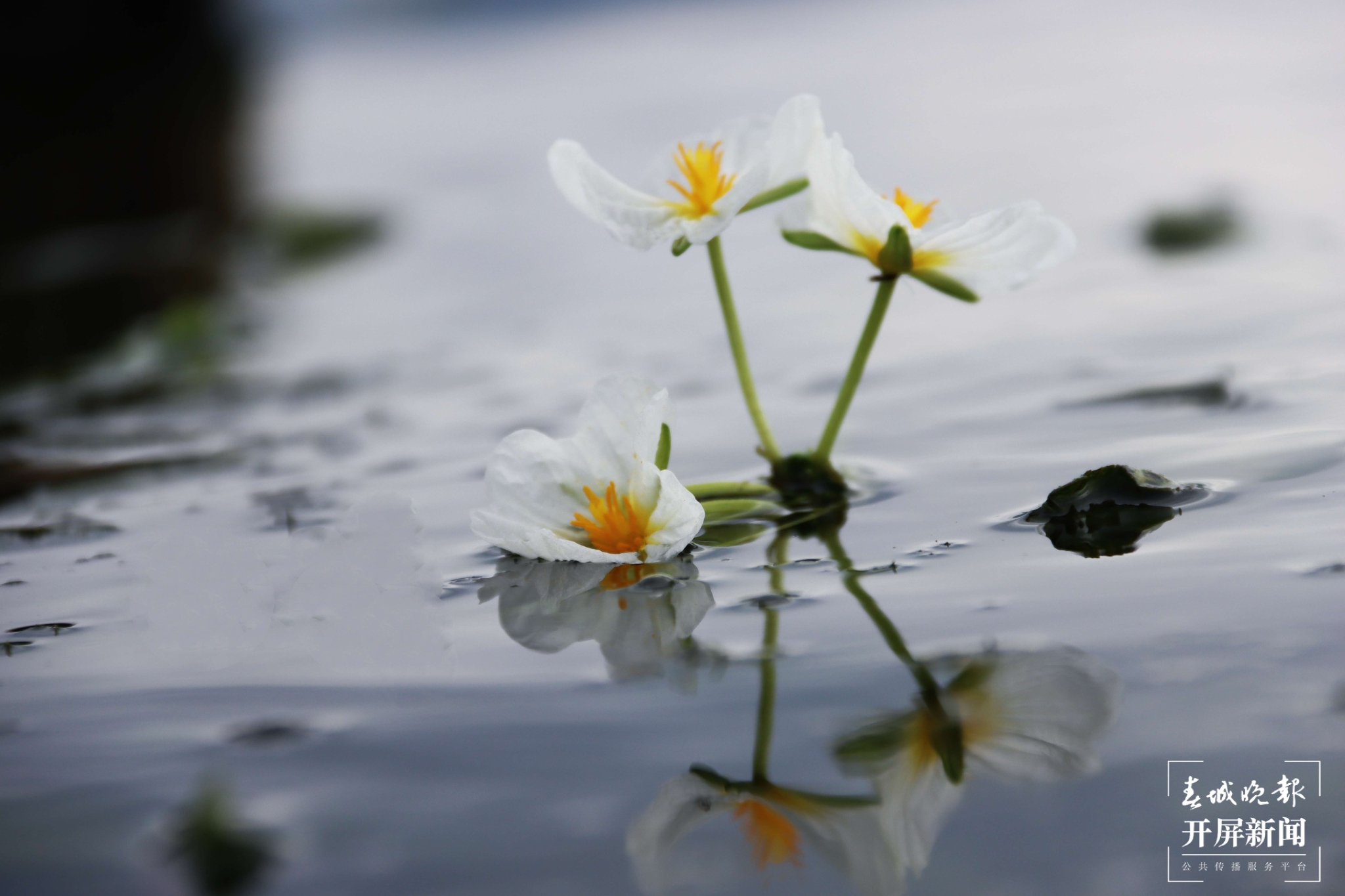 (昆滇传内容)有一种叫云南的生活 大理洱海:一泓清水千朵影,疑是仙葩入凡尘(有视频) (13).jpg