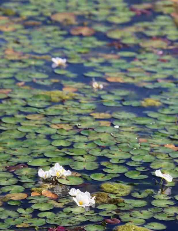 (昆滇传内容)有一种叫云南的生活 大理洱海:一泓清水千朵影,疑是仙葩入凡尘(有视频) (6).jpg