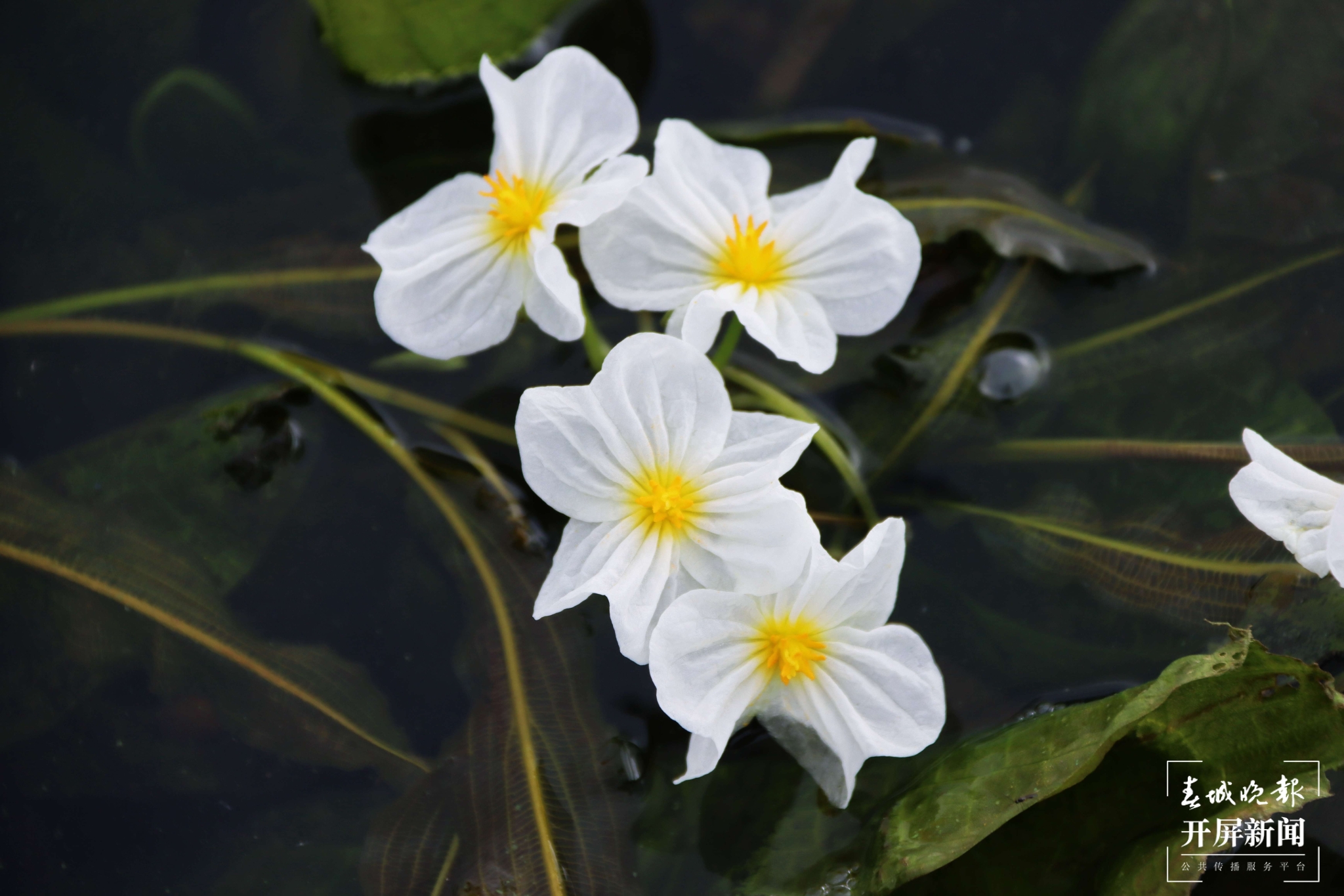 (昆滇传内容)有一种叫云南的生活 大理洱海:一泓清水千朵影,疑是仙葩入凡尘(有视频) (9).jpg
