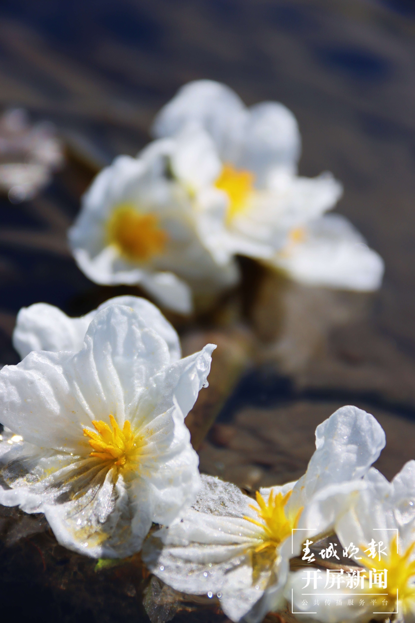 (昆滇传内容)有一种叫云南的生活 大理洱海:一泓清水千朵影,疑是仙葩入凡尘(有视频) (7).jpg