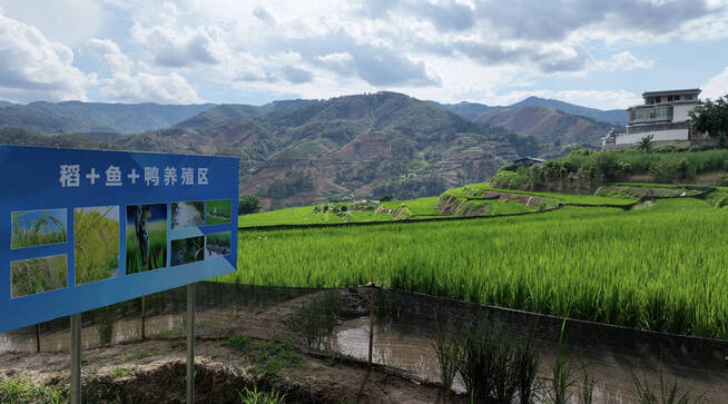 晓街邦烘村:“稻+鱼+鸭”综合种养,开启乡村振兴新“稻”路5.png