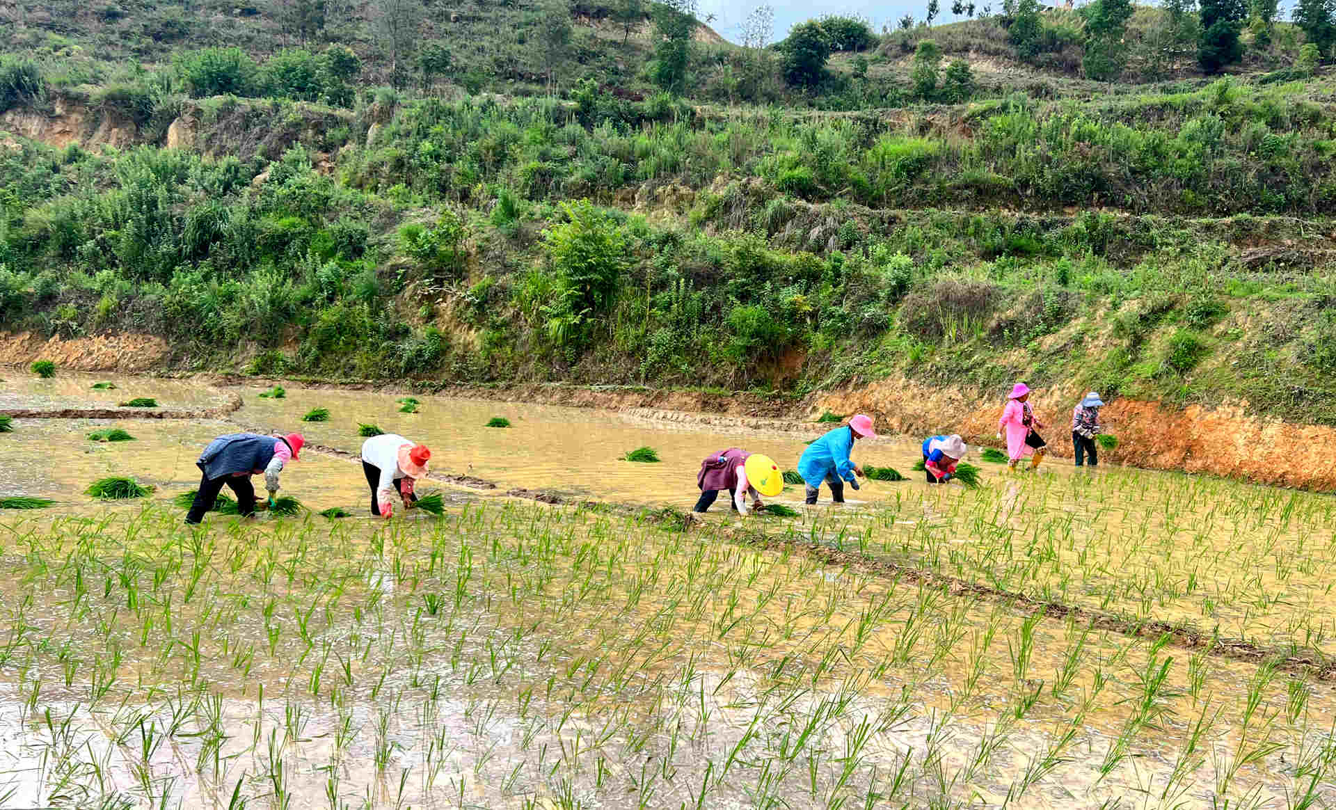 农田披绿装 “改”出致富“米粮仓”