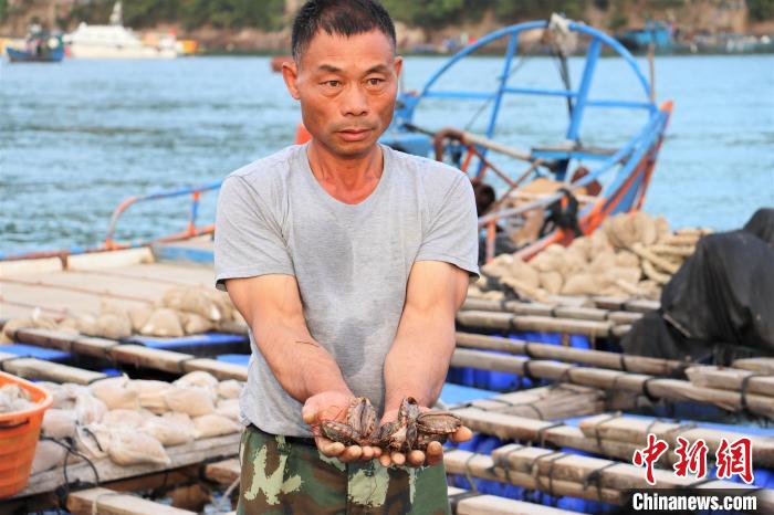 养殖户郭济武展示养殖的鲍鱼。 叶茂 摄 养殖户郭济武展示养殖的鲍鱼。 叶茂 摄