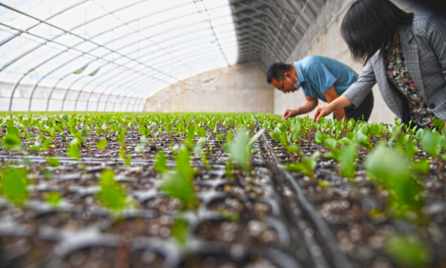 刚刚!袁隆平墓前发生惊人一幕,外交部发言人都忍不住公布...