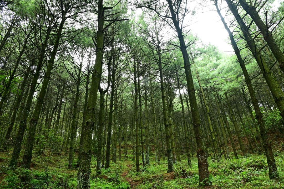 有一种叫云南的生活 | 罗平:松林菌香夏清凉_昆明信息港