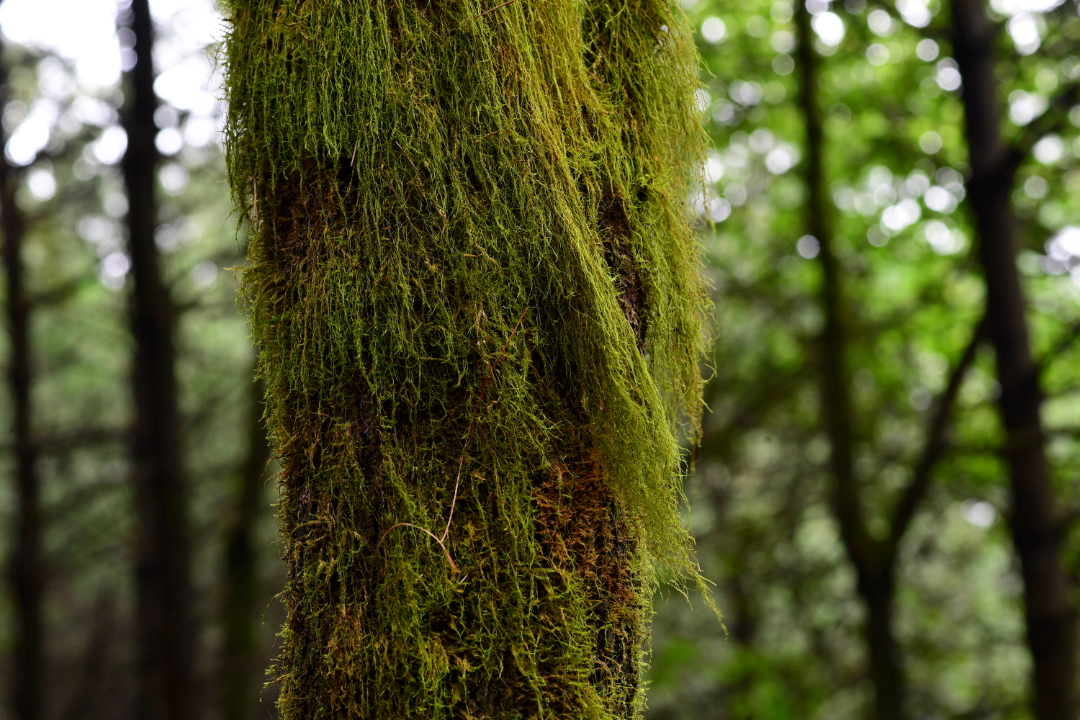 有一种叫云南的生活 | 罗平:松林菌香夏清凉_昆明信息港