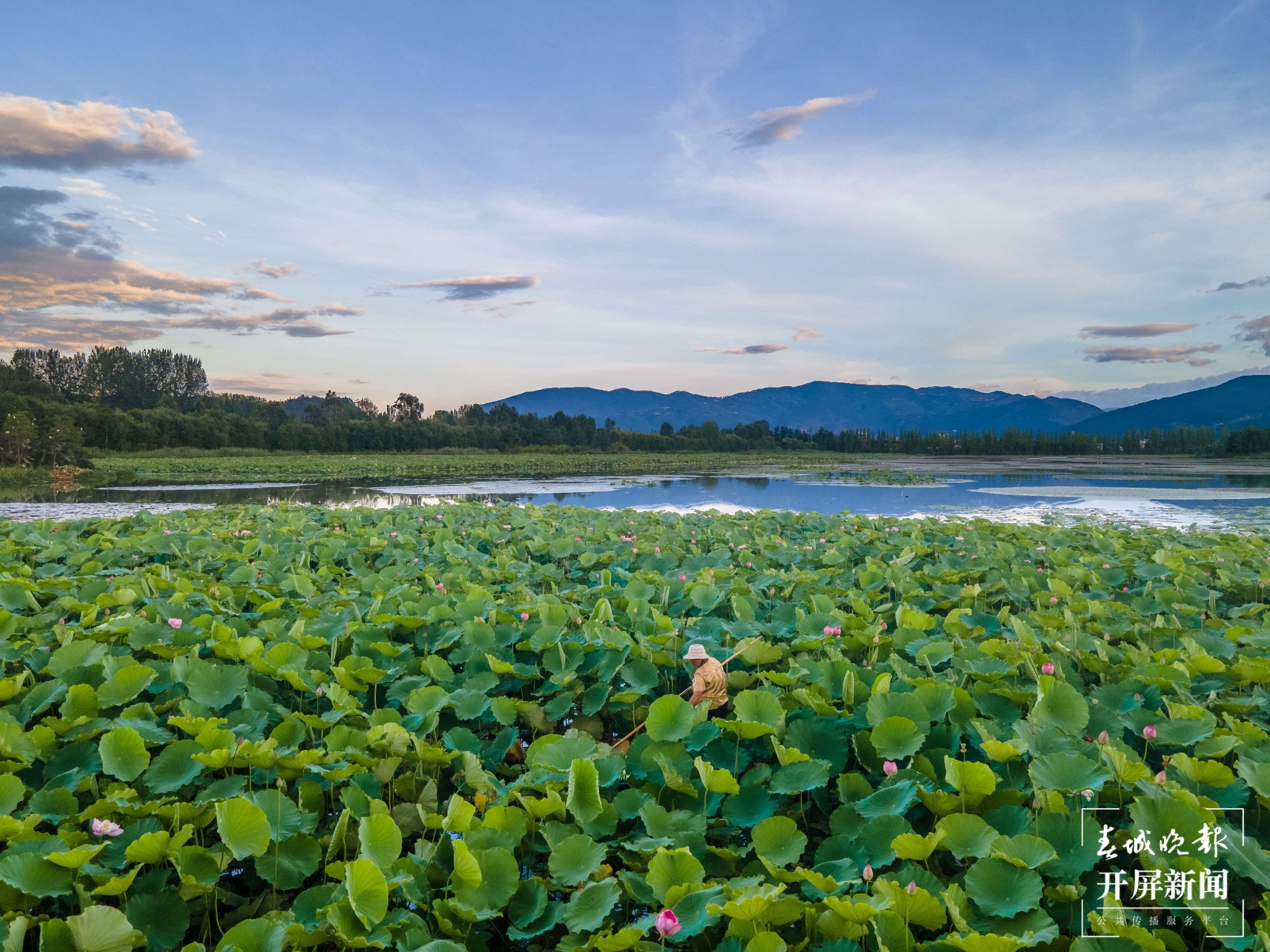 （昆滇传内容）有一种叫云南的生活 大理洱源茈碧湖：度夏赏荷正当时（有视频） (18).jpg
