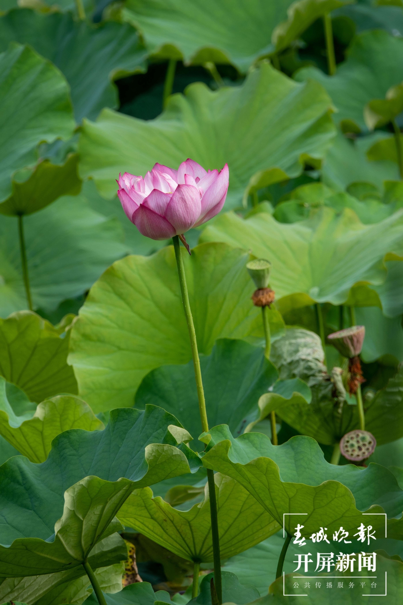 （昆滇传内容）有一种叫云南的生活 大理洱源茈碧湖：度夏赏荷正当时（有视频） (3).jpg