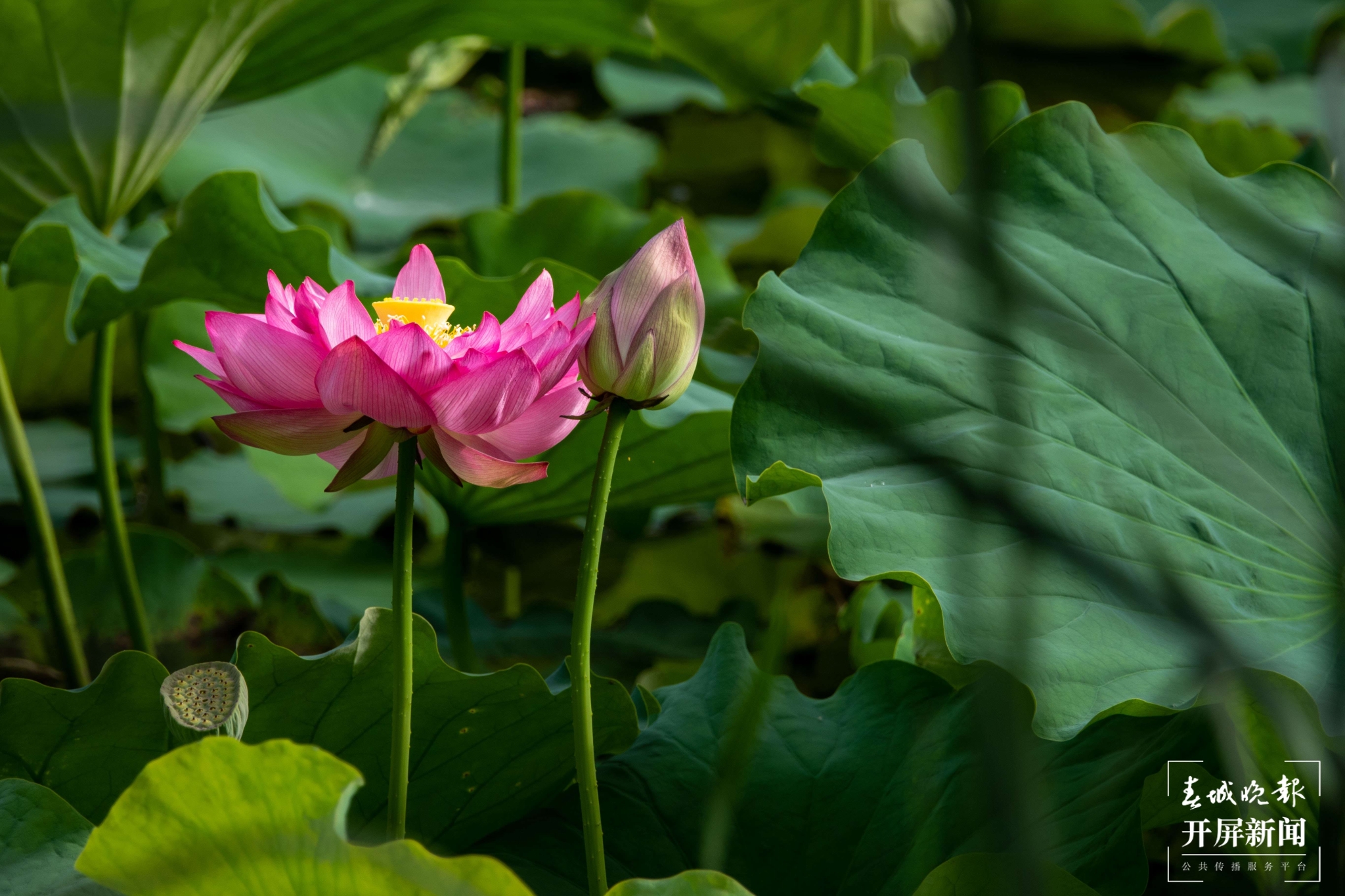（昆滇传内容）有一种叫云南的生活 大理洱源茈碧湖：度夏赏荷正当时（有视频） (1).jpg