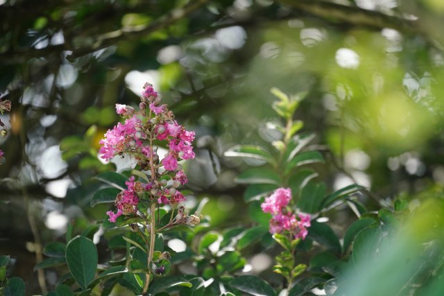 2023年7月28日 火把花1.JPG