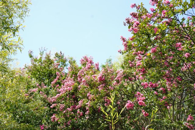 2023年7月28日 火把花2.JPG