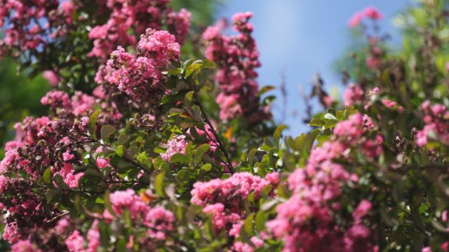 2023年7月28日 火把花8.jpg