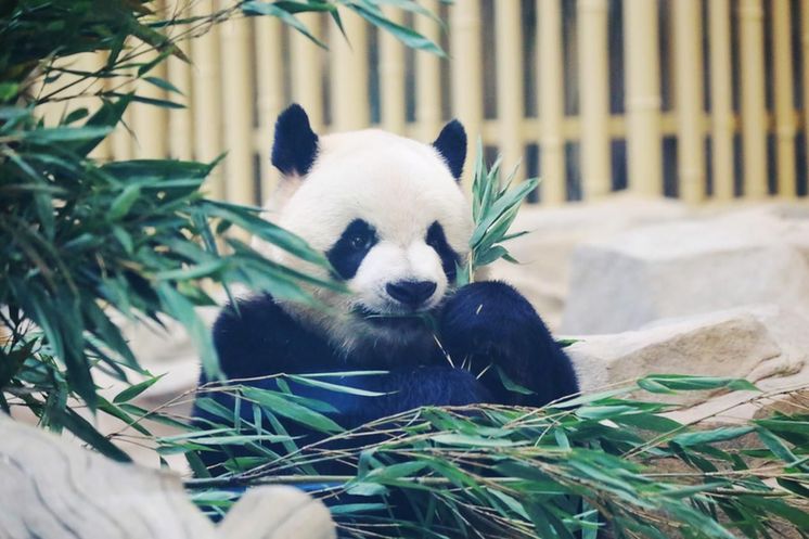 埋下青春友谊的种子 各国运动员探寻大运会“熊猫情缘” 埋下青春友谊的种子 各国运动员探寻大运会“熊猫情缘”
