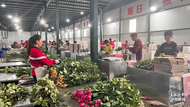 张良花卉车间内，工人分工明确.jpg
