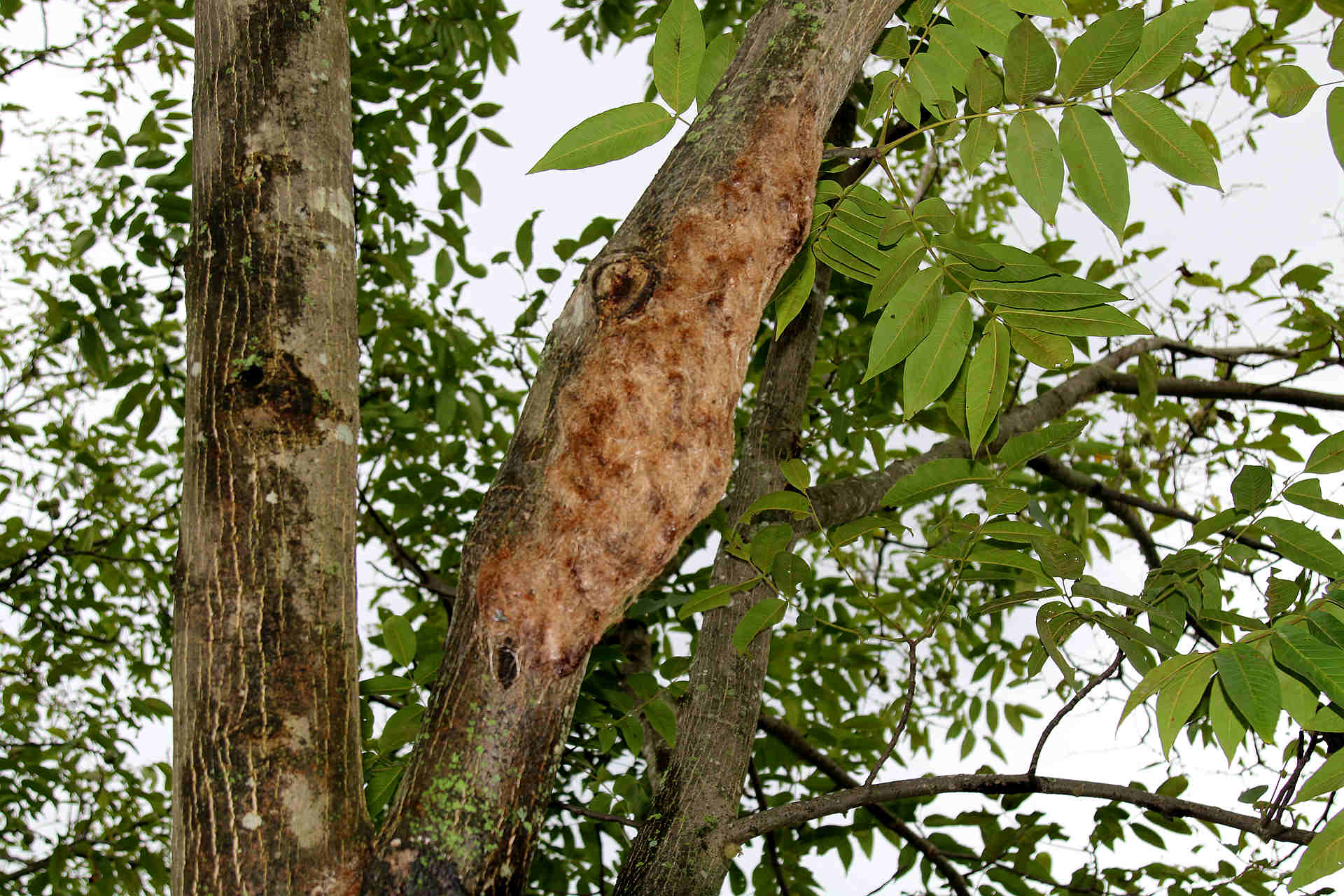 使劲摇头的蛹儿 让您点头的美味