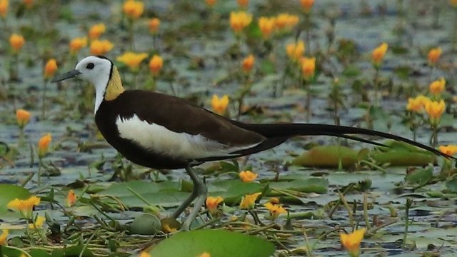 孵化赵辉摄 (6).JPG