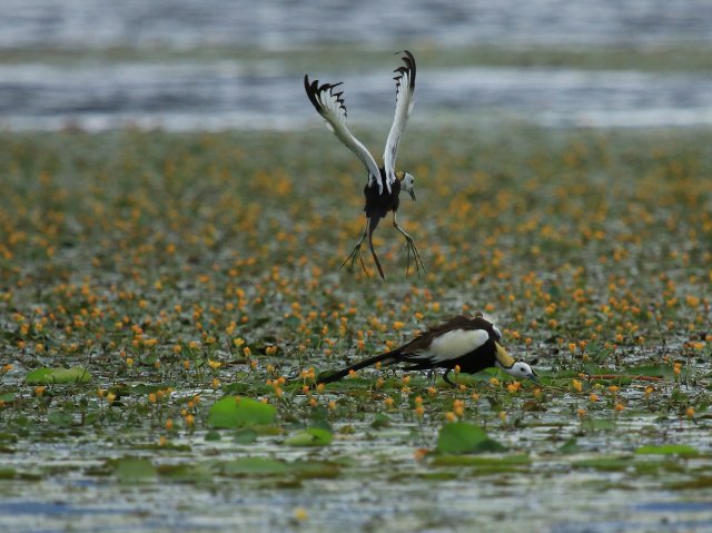 踩背赵辉摄 (9).JPG