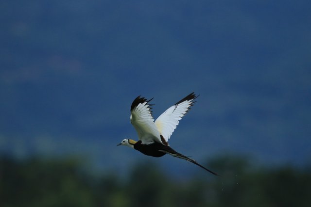 掠过长空赵辉摄 (8).JPG
