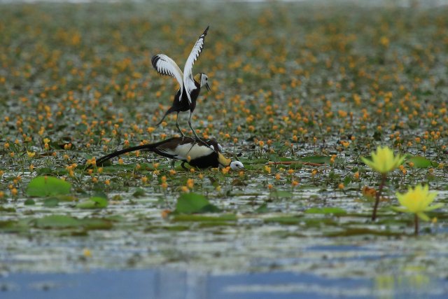 踩背赵辉摄 (10).JPG