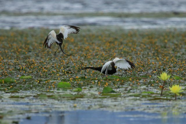 嬉戏赵辉摄 (11).JPG