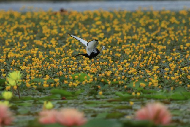 地盘赵辉摄 (7).JPG