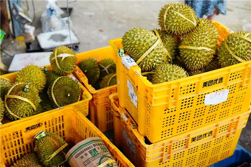 预备进行验果的榴莲.JPG 图片