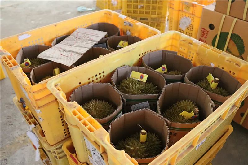 打包装箱好的榴莲1.JPG 图片