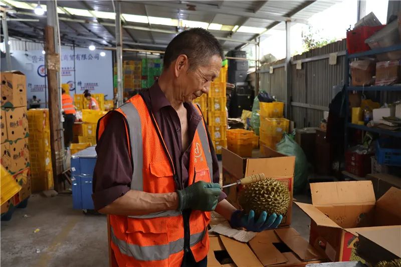 榴莲验果师在验果2.JPG 图片