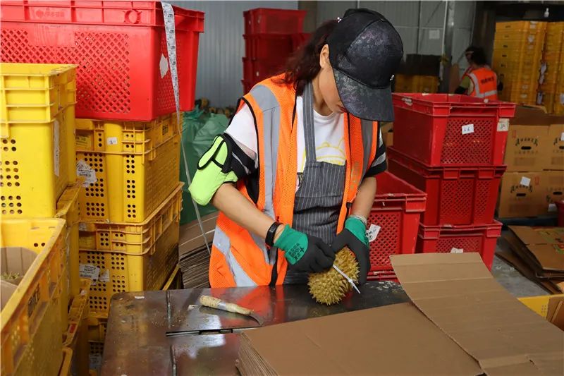 工人在打包榴莲2.JPG 图片