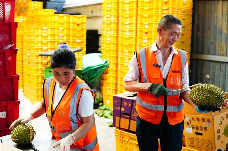 工作人员正在检验包装榴莲.JPG 图片