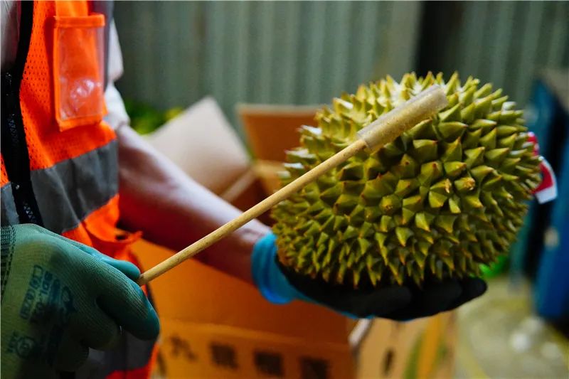 用橡胶棒敲击榴莲进行验果.JPG 图片