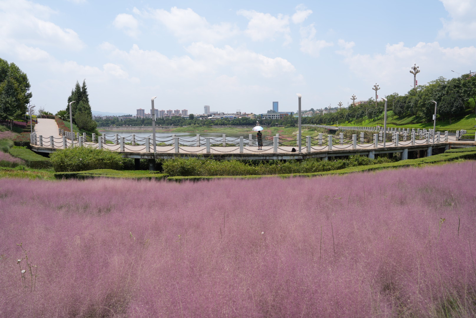 粉黛乱子草 (1).jpg