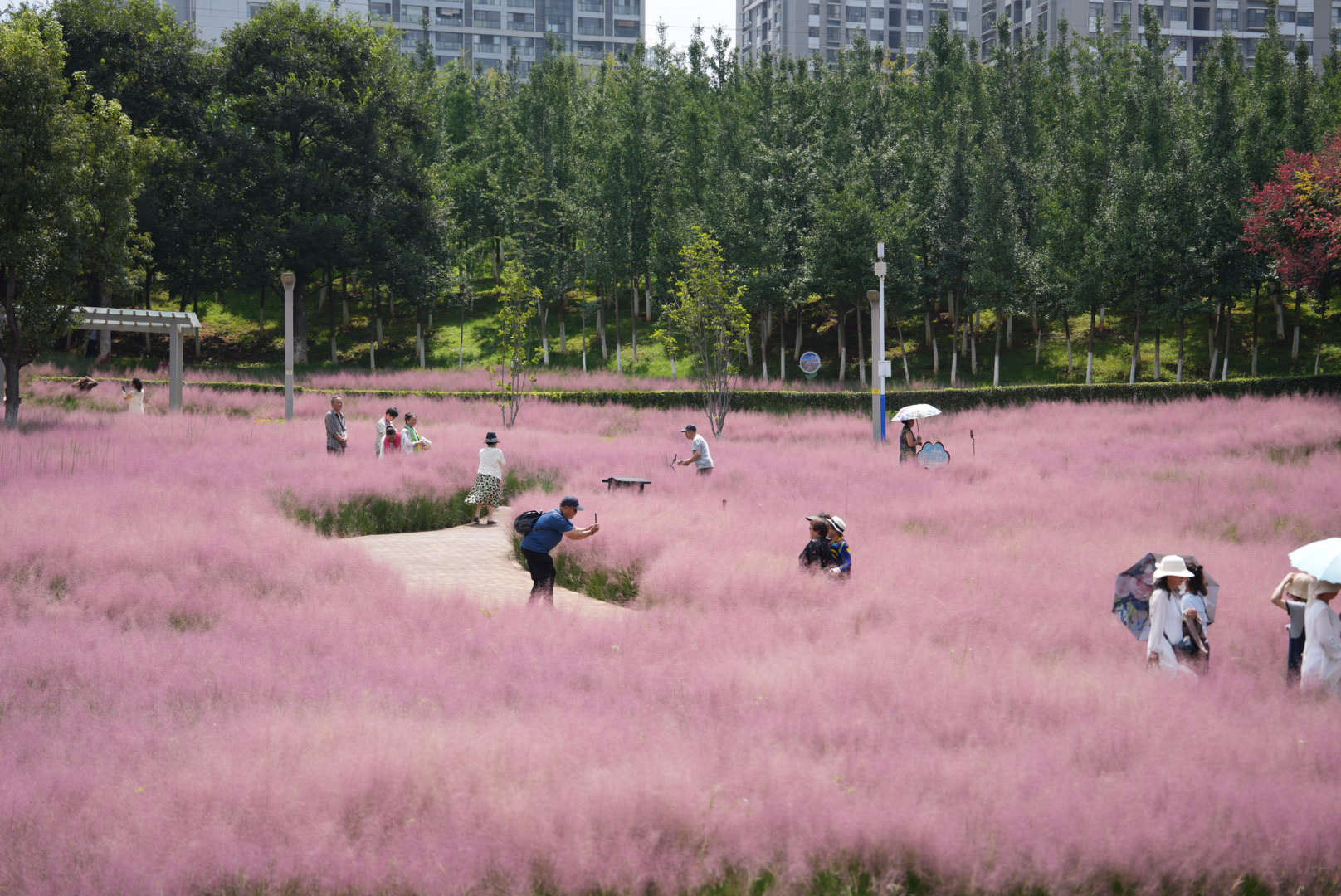 粉黛乱子草 (9).jpg