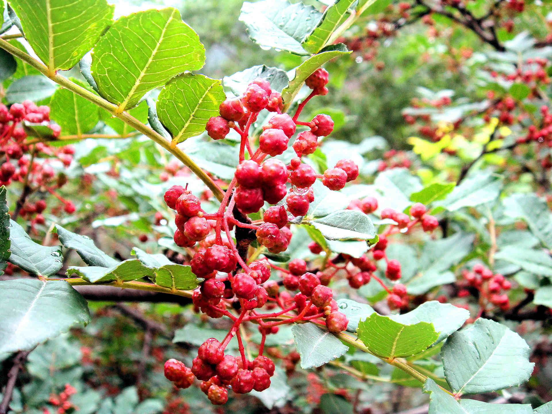 有一种叫云南的生活｜凤庆县郭大寨乡：生态美、农民富，小花椒书写乡村振兴新篇章