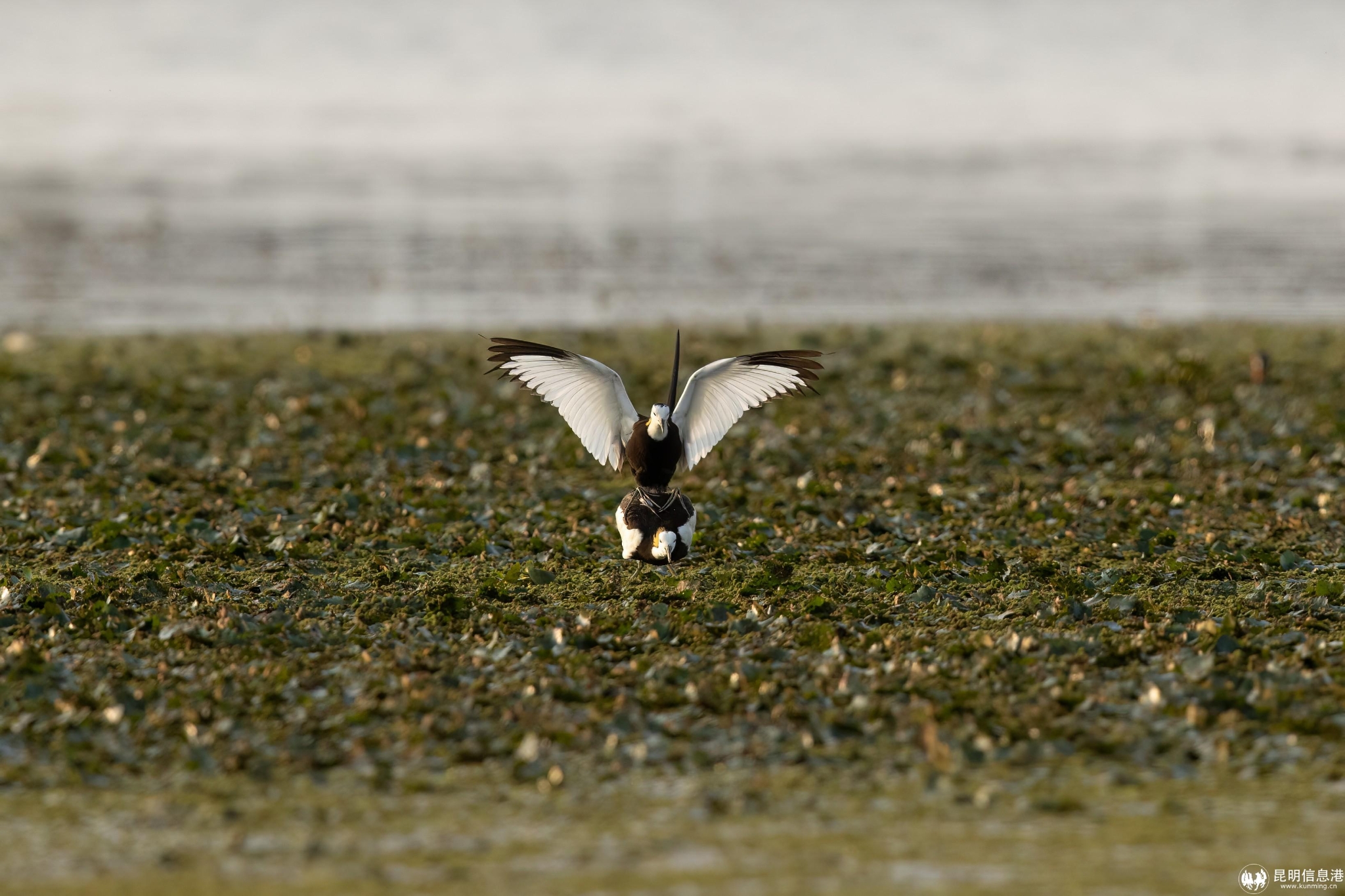 凌波仙子水雉(罗勇 摄)