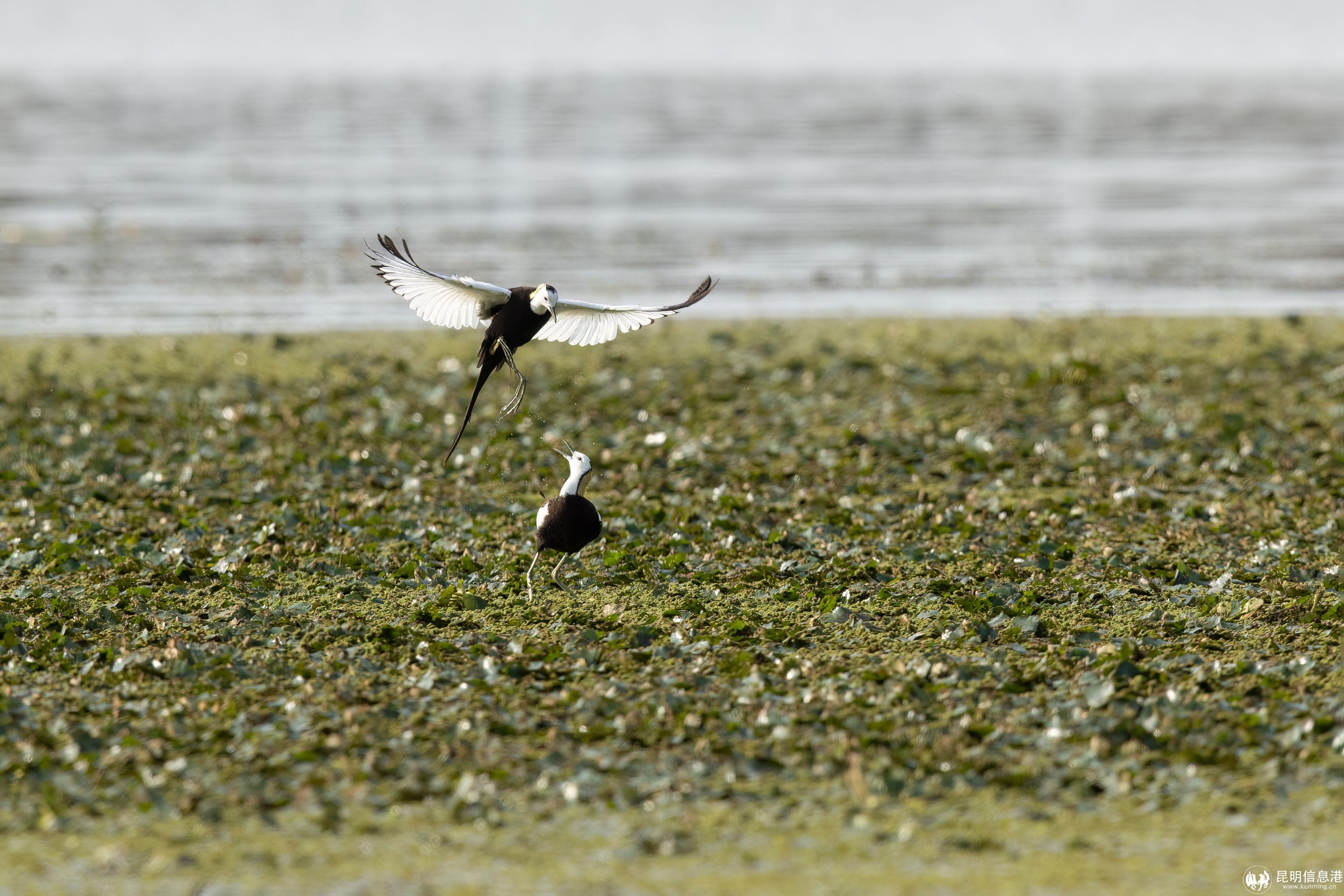 水稚 (2)（吴树忠 摄）