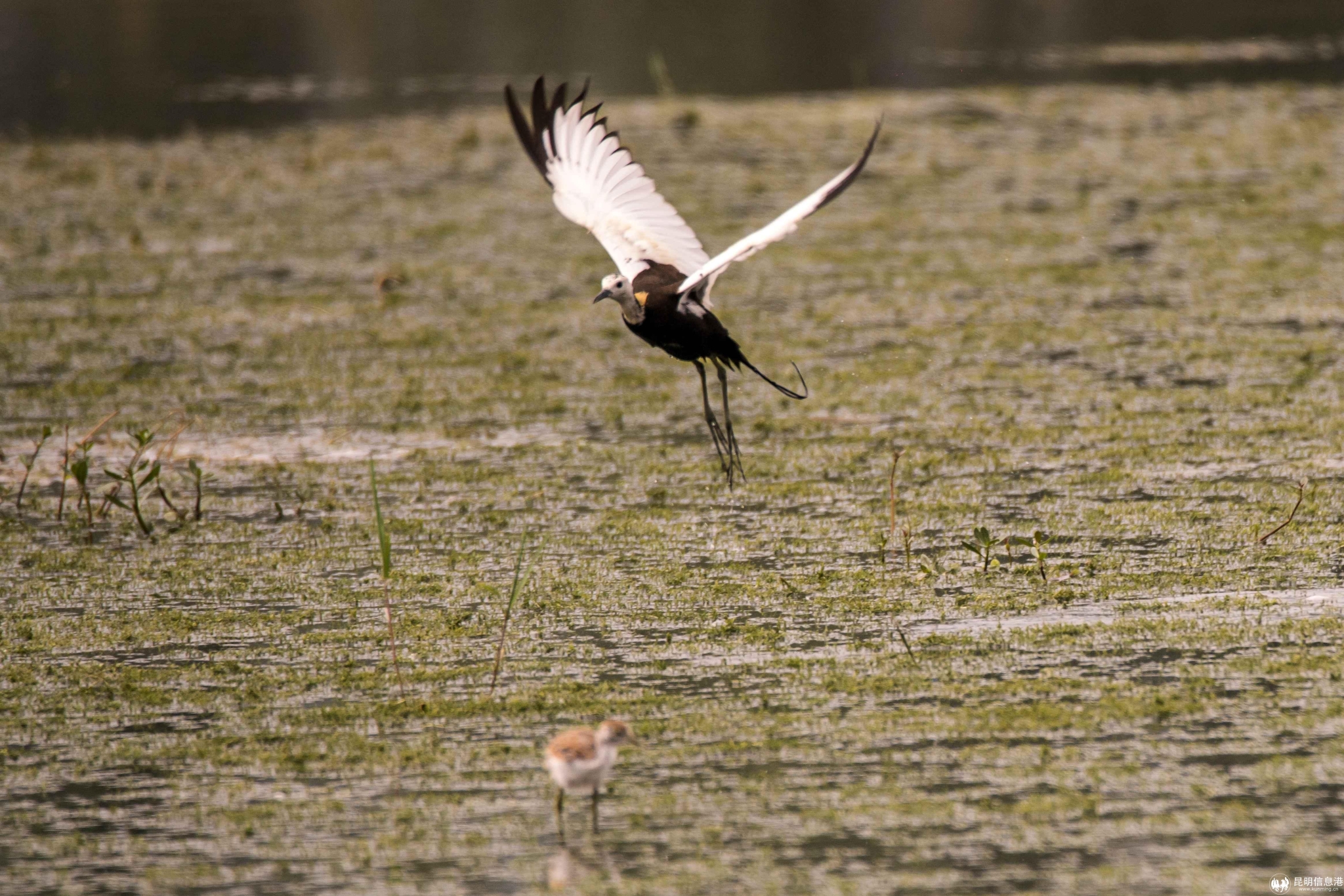 水稚 (3)（吴树忠 摄）