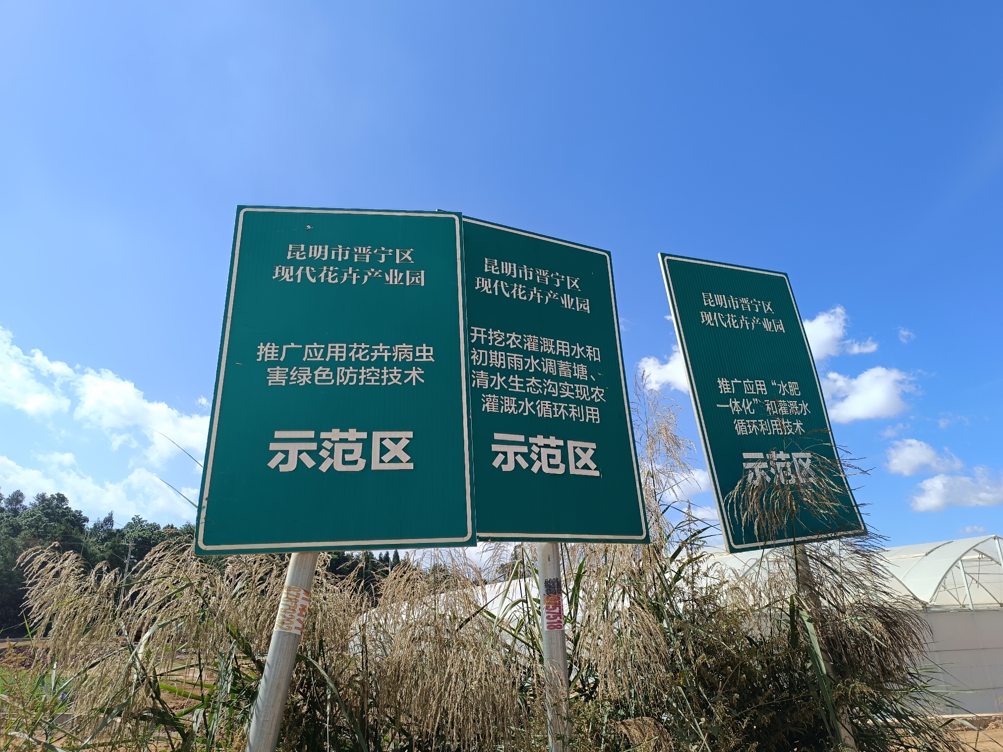 年产鲜切花1亿支！晋宁现代花卉产业园带动区明年投入使用3