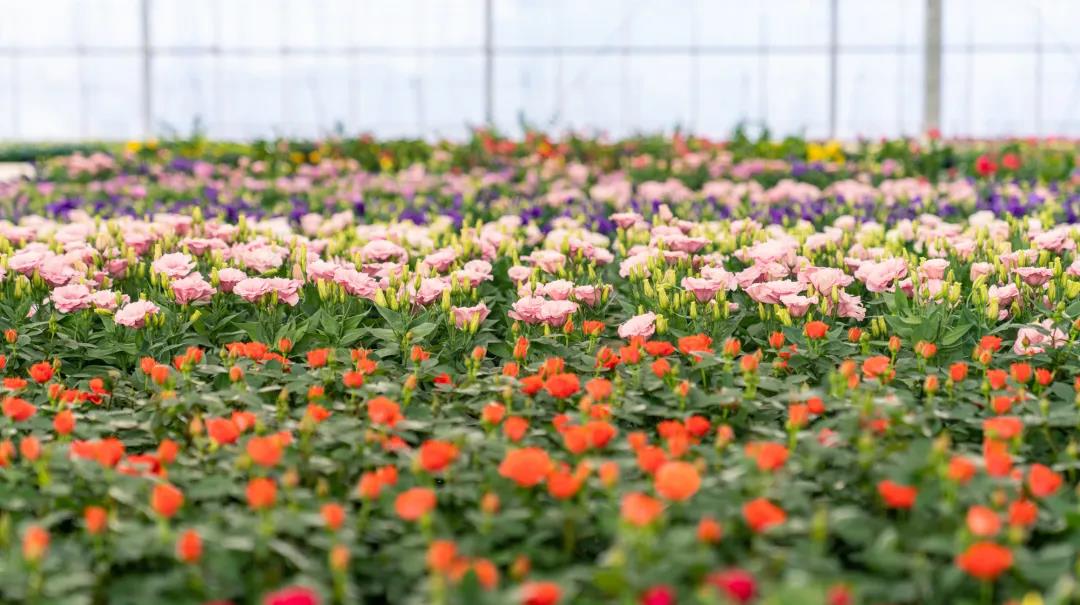 蓬勃发展的花卉产业